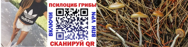 цена   МЕГА как зайти  Псилоцибиновые грибы GOLDEN TEACHER  Кораблино 